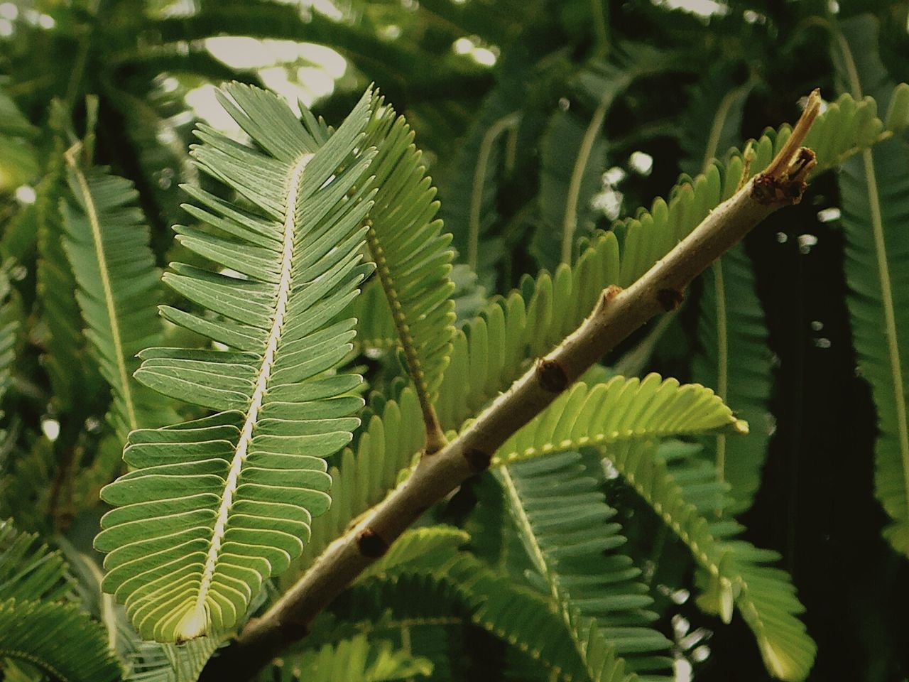 CLOSE-UP OF GREEN LEAVES