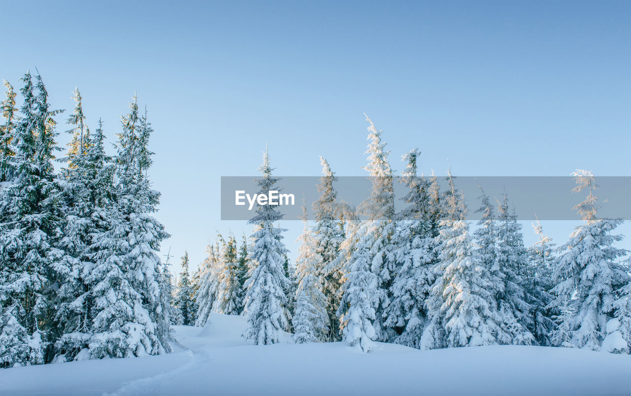 Snow covered trees against clear sky