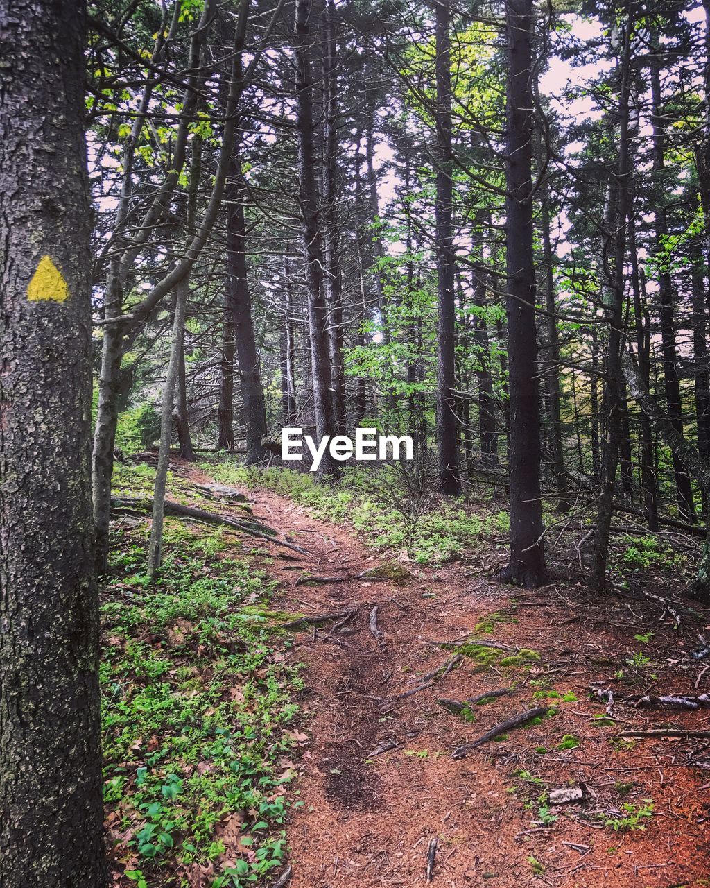 TREES GROWING IN FOREST