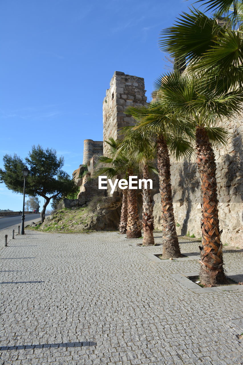 VIEW OF PALM TREES BY WALL AND BUILDING