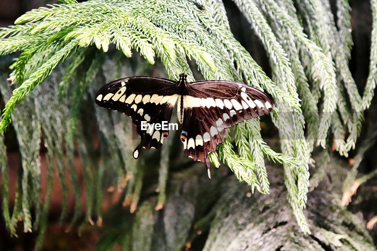 CLOSE-UP OF BUTTERFLY
