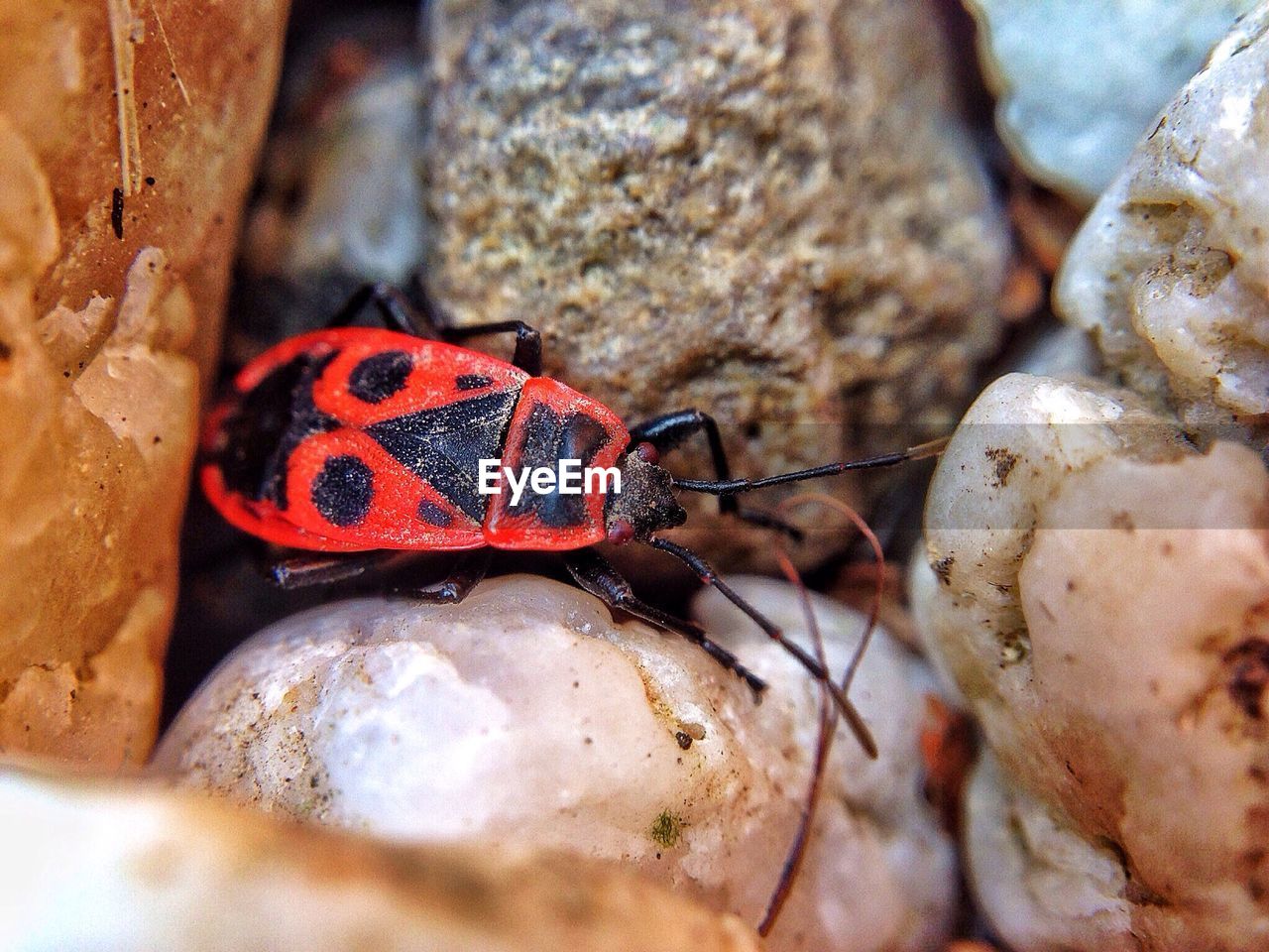 Close-up of red black patterned insect on beige stones