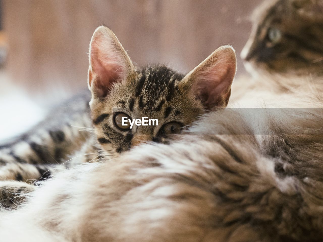 Close-up of cat resting