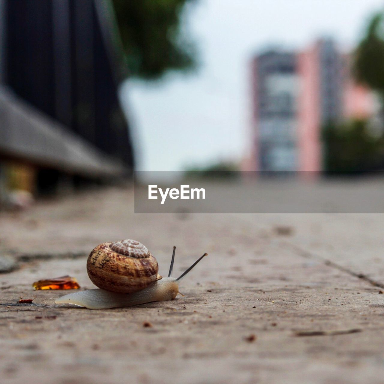 Close-up of snail on street