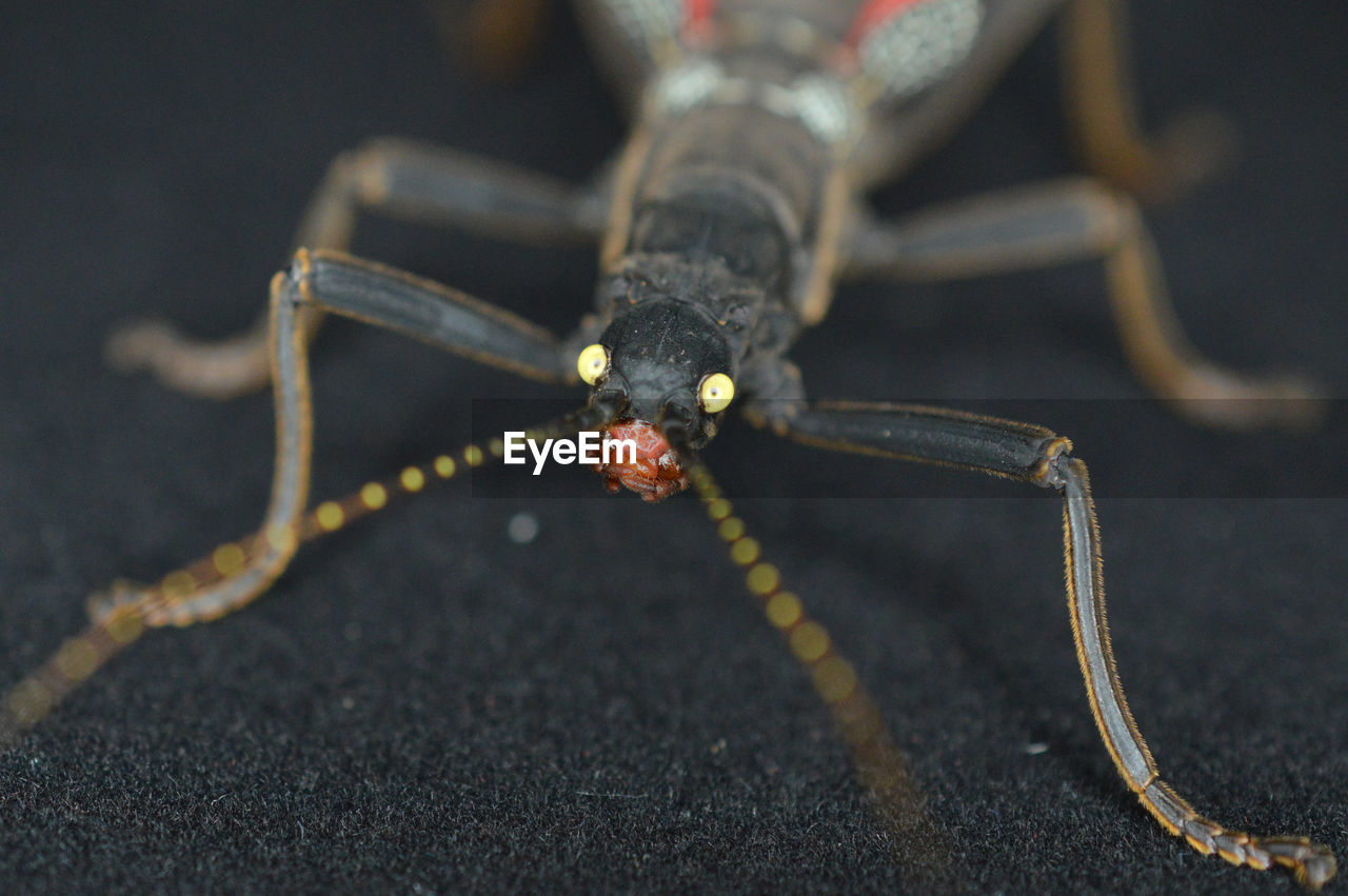 Close-up of insect