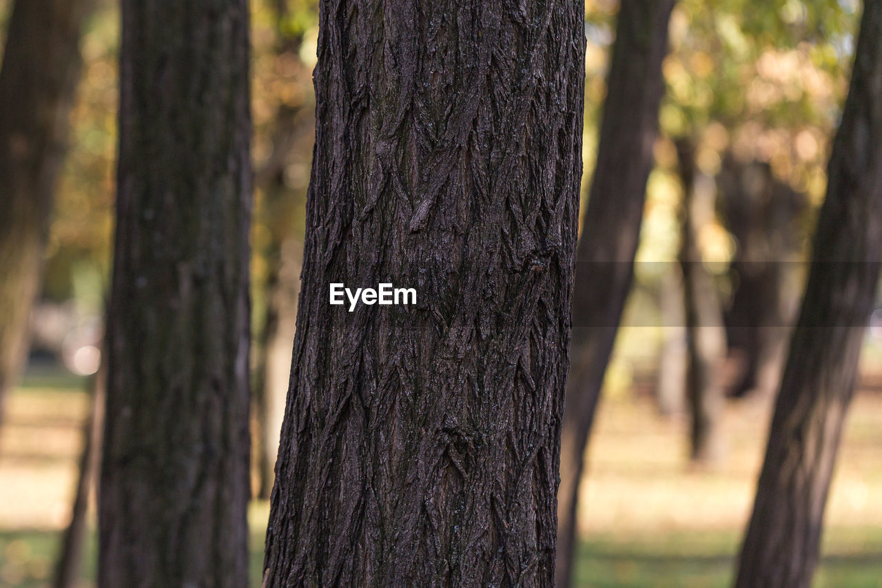 Close-up of tree trunk