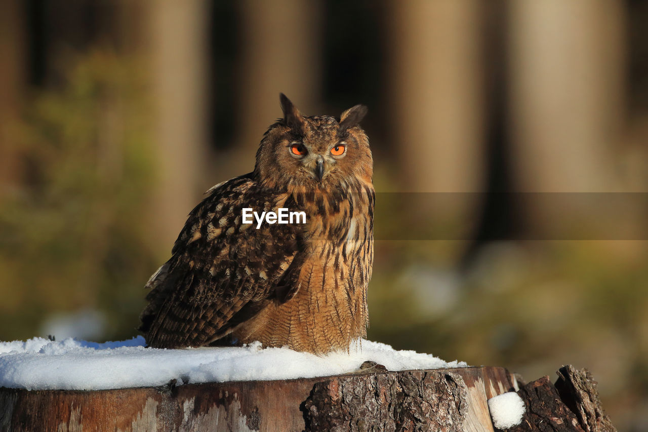 animal themes, animal, bird, animal wildlife, one animal, wildlife, bird of prey, owl, beak, nature, no people, close-up, portrait, focus on foreground, wood, perching, outdoors, looking at camera, tree, day, mammal