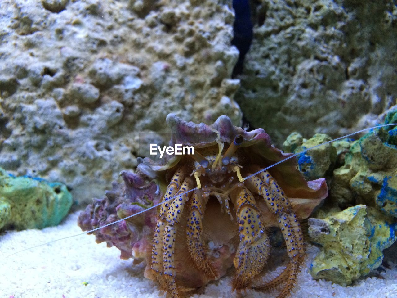 HIGH ANGLE VIEW OF STARFISH ON SEA