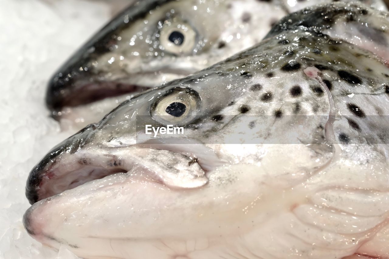 CLOSE-UP OF FISH ON ICE