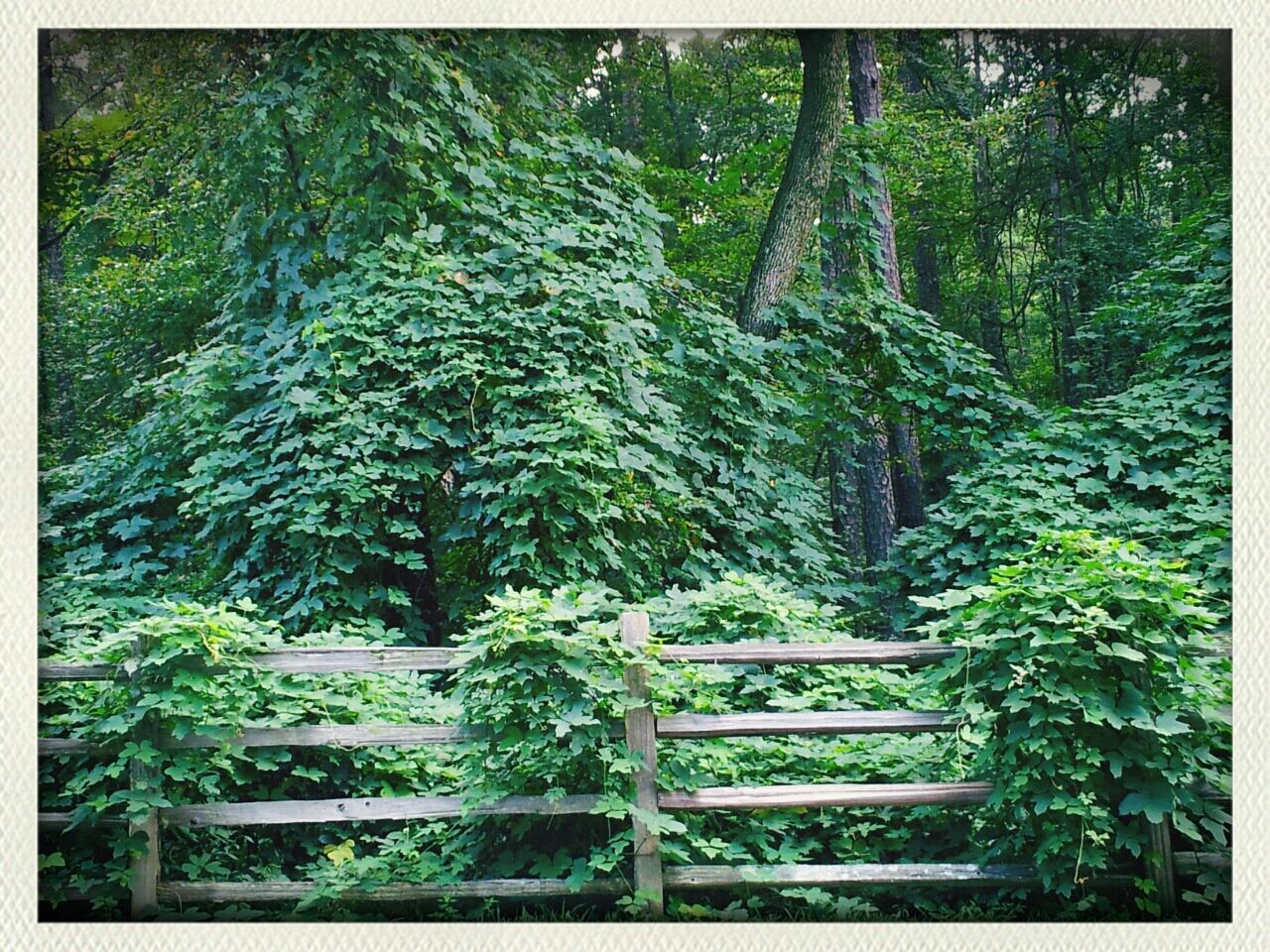 Trees in forest