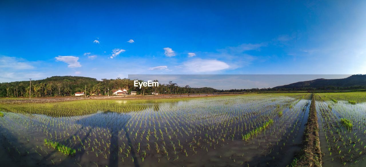 Scenic view of agricultural field against blue sky