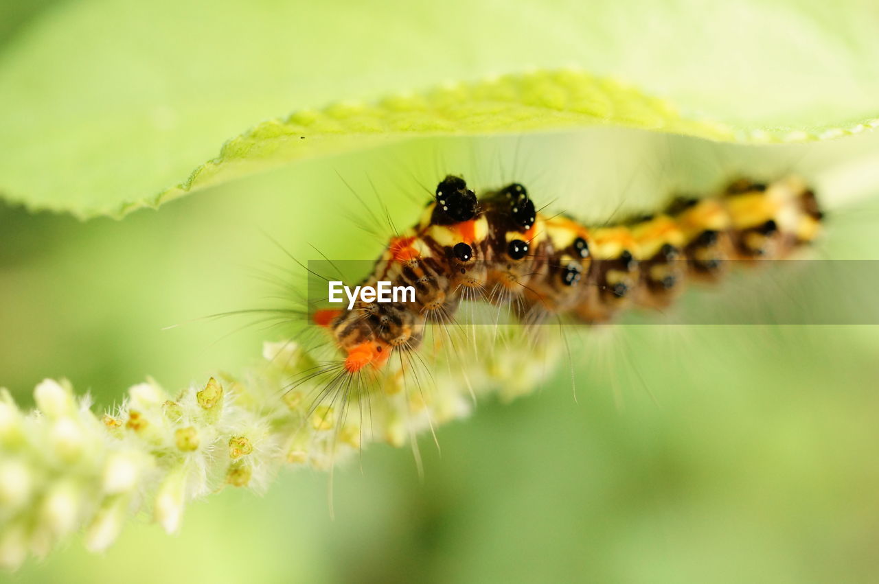 Close-up of insect pollinating on flower