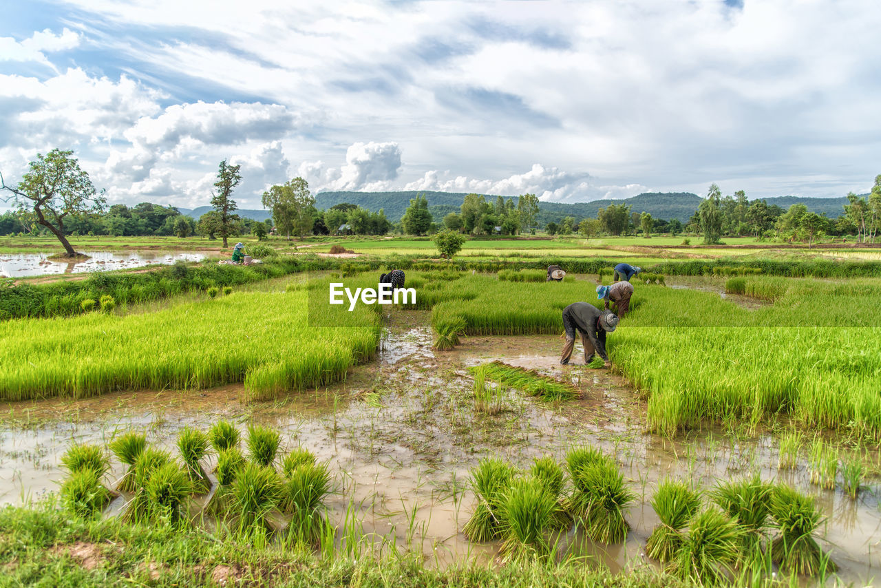 SCENIC VIEW OF RICE PADDY