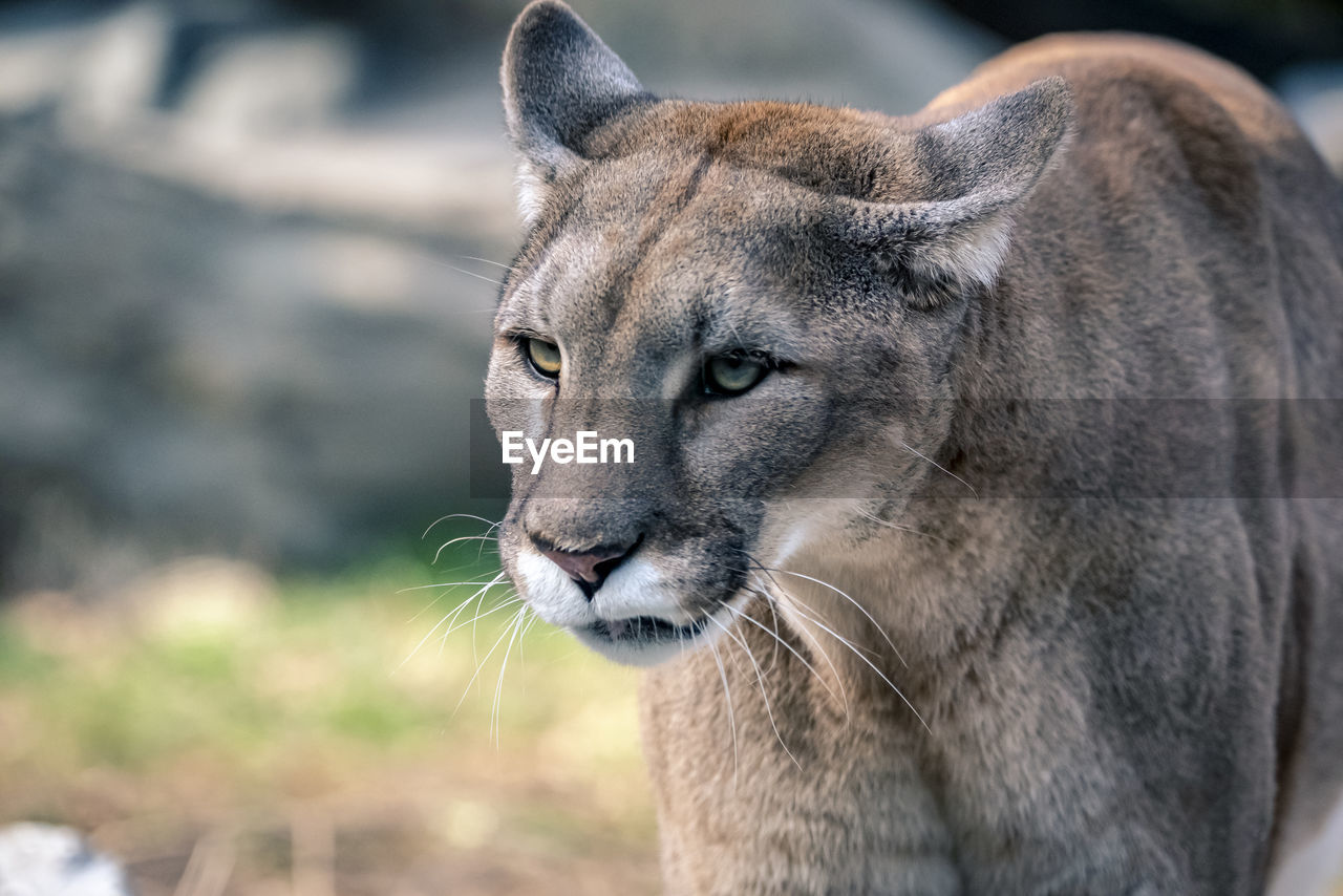 This is a pretty cougar. was being quite active today. i really want to pet it.