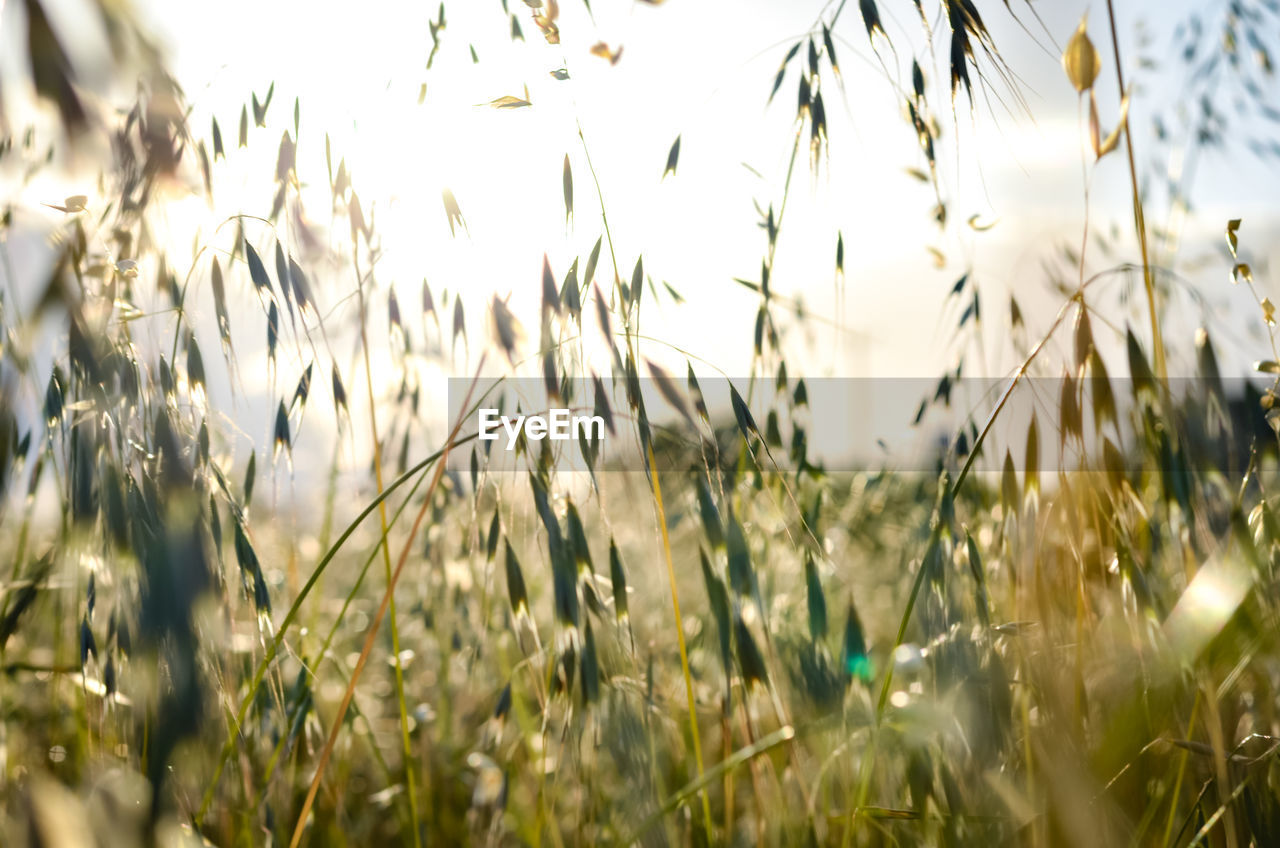 Close-up of crops on field against sky