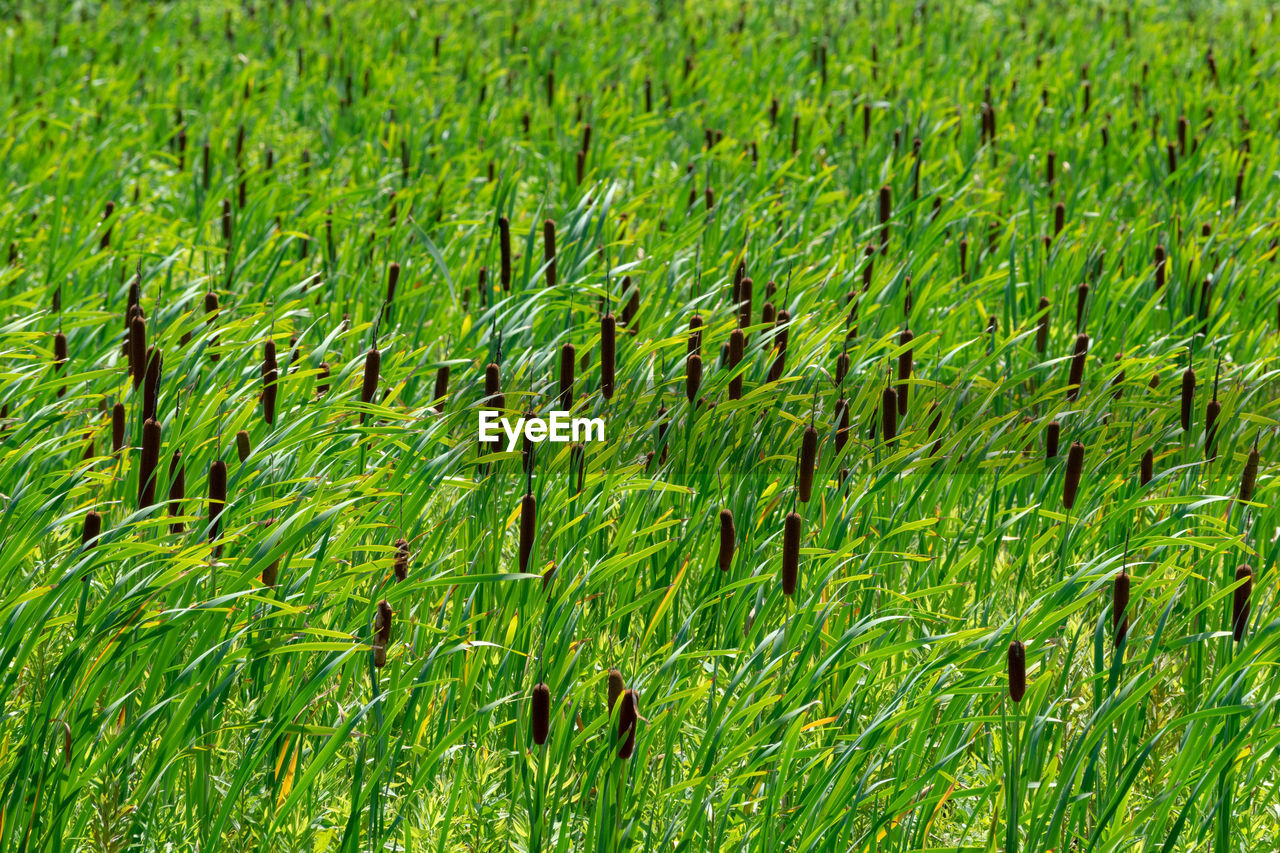 FULL FRAME SHOT OF GREEN PLANTS ON FIELD