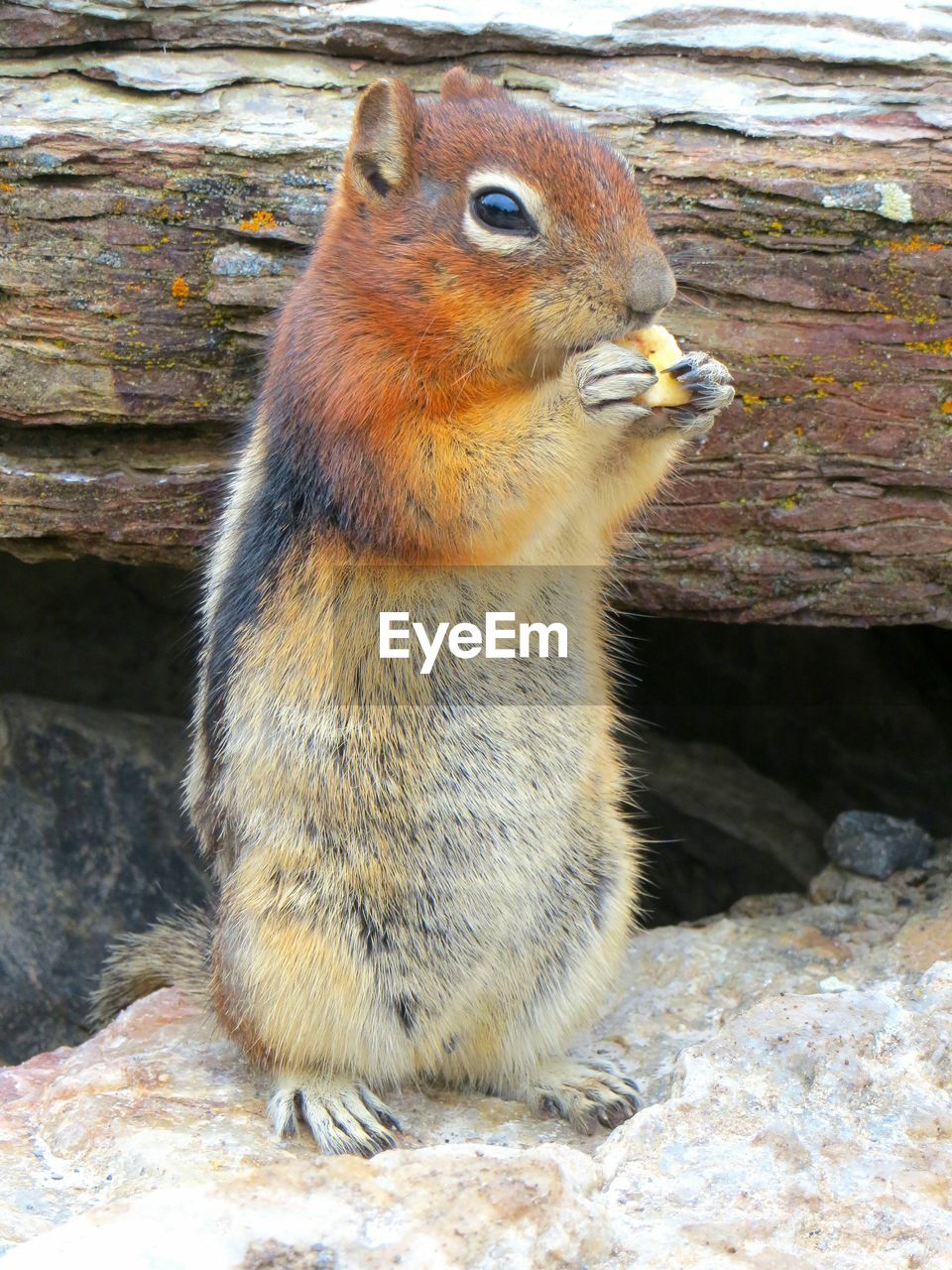 Ground squirrel standing on rock