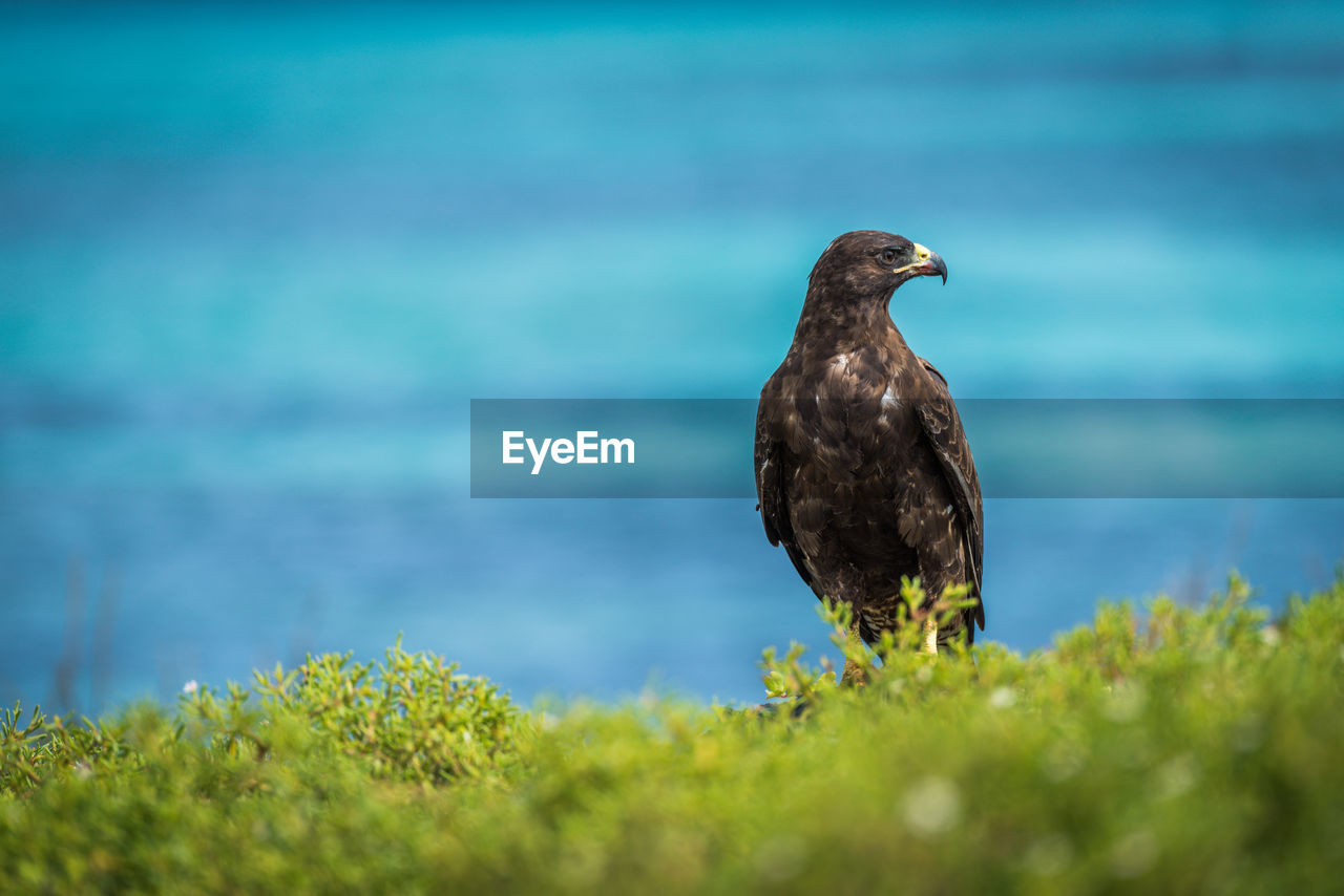 Galapagos hawk between green bushes and sea