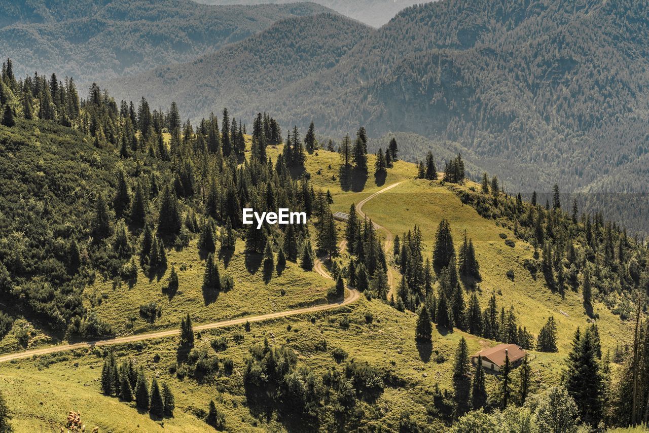 Panoramic view of pine trees in forest