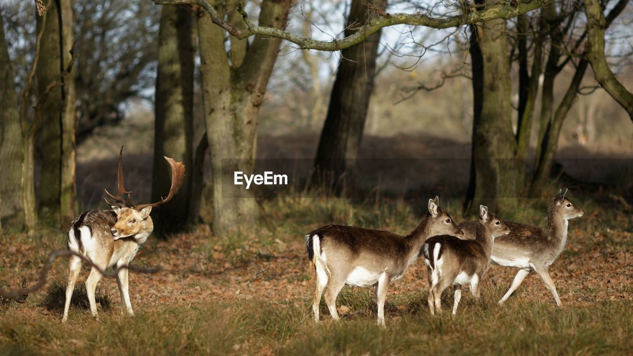 DEER IN A FOREST