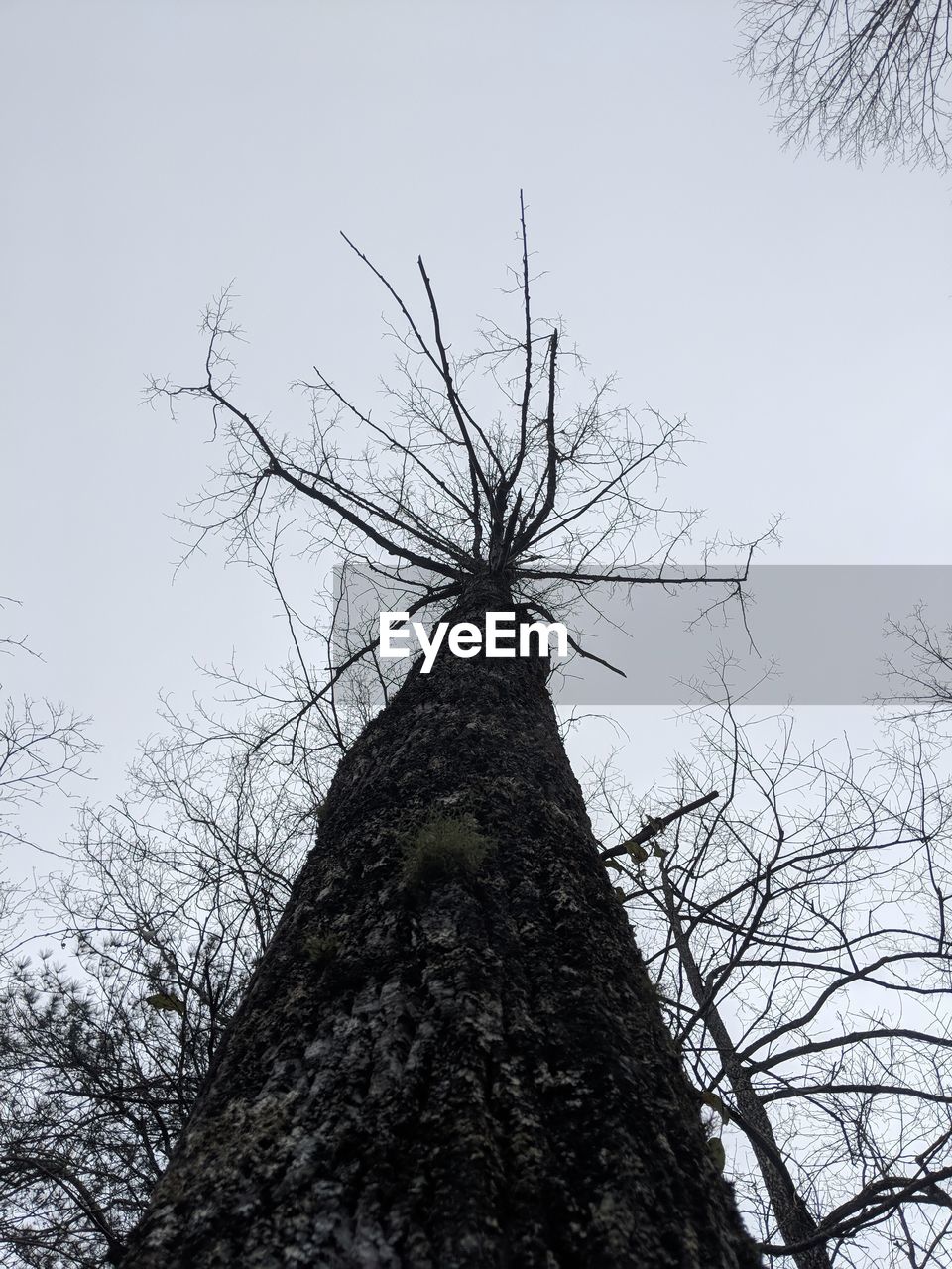 LOW ANGLE VIEW OF BARE TREE AGAINST THE SKY