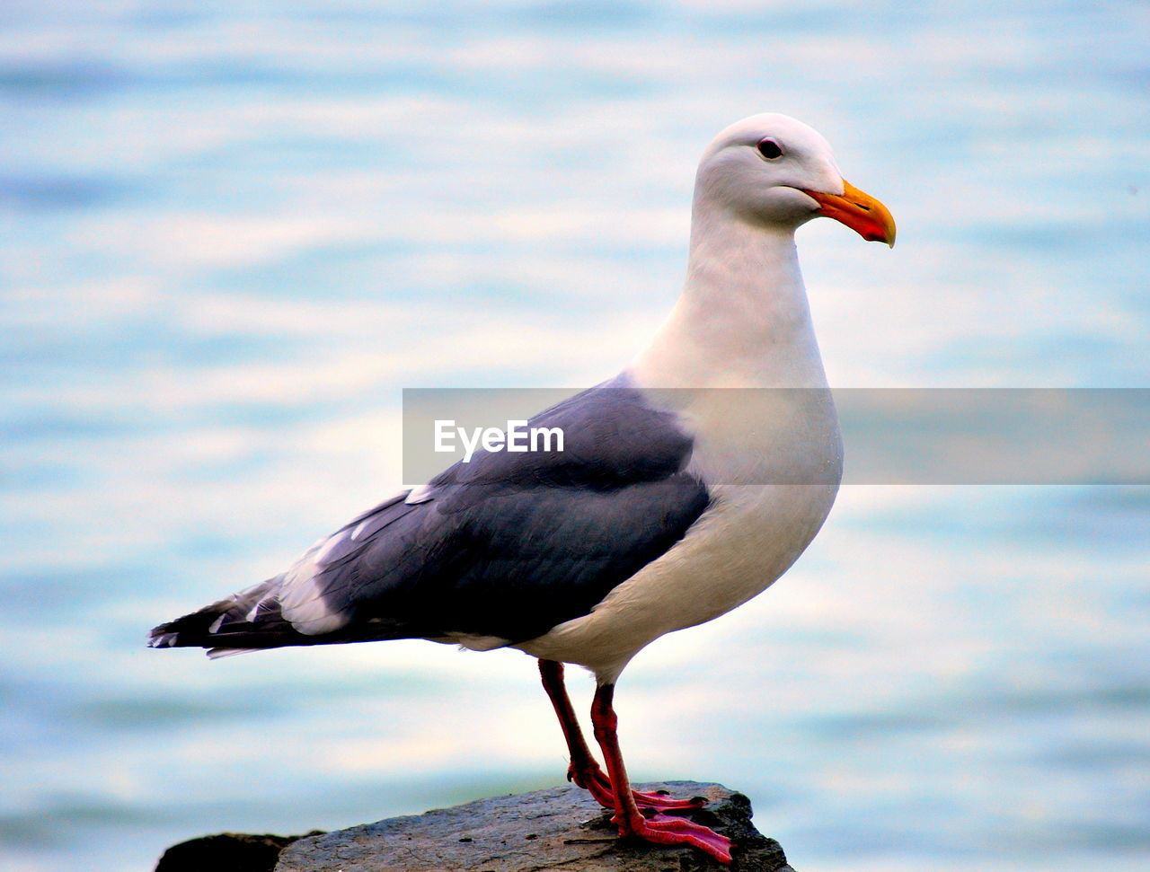 SEAGULL PERCHING ON ROCK