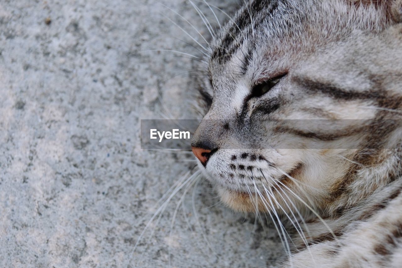 HIGH ANGLE VIEW OF A CAT WITH EYES