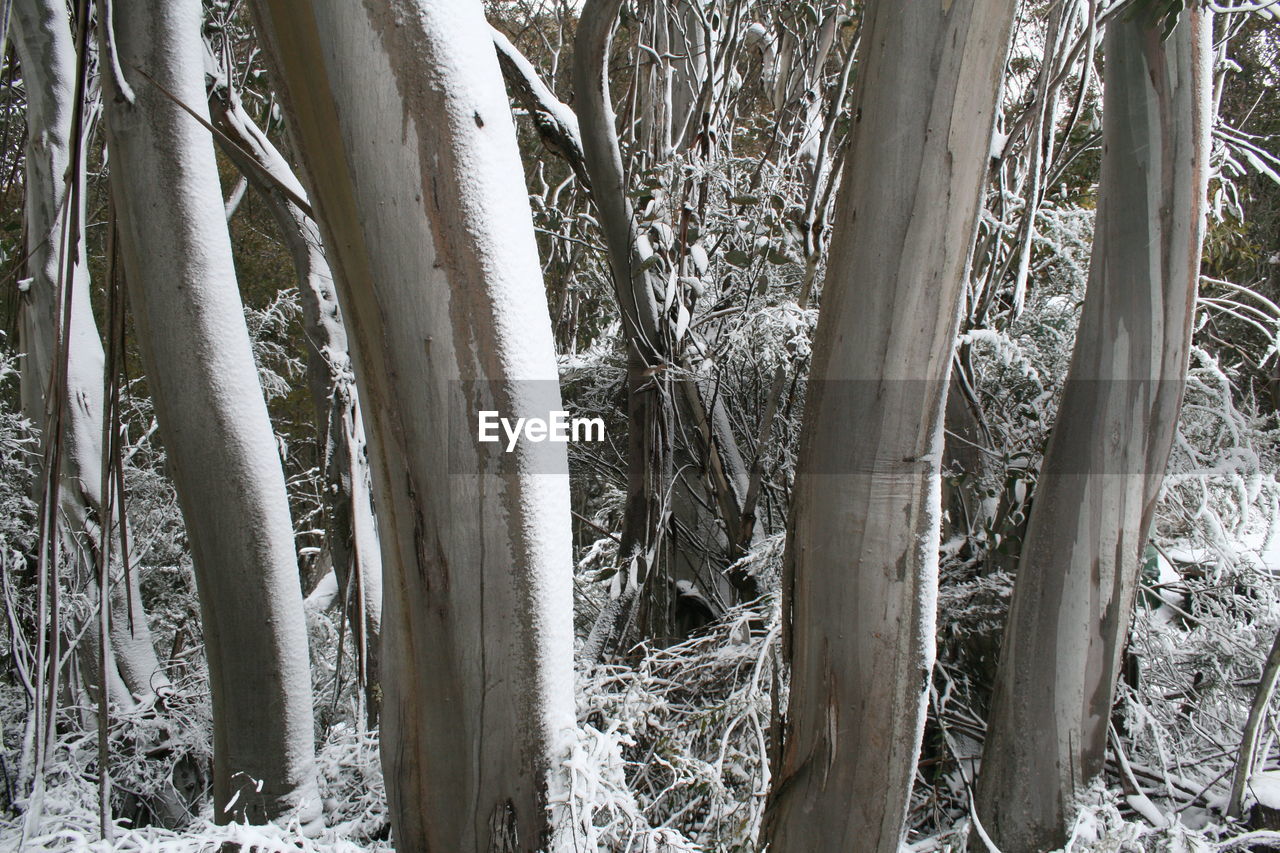 CLOSE-UP OF TREE TRUNK