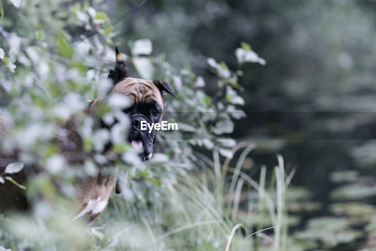 A german boxer dog in the thickets on the lake shore