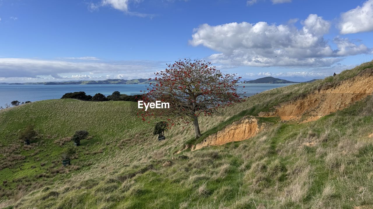 sky, landscape, environment, plant, land, hill, scenics - nature, nature, cloud, beauty in nature, grass, ridge, sea, water, coast, terrain, tree, cliff, travel, travel destinations, tranquility, no people, wilderness, grassland, tranquil scene, outdoors, tourism, plateau, non-urban scene, rural area, rural scene, beach, day, field, meadow, blue, horizon, mountain range, vacation, trip, panoramic, holiday, coastline
