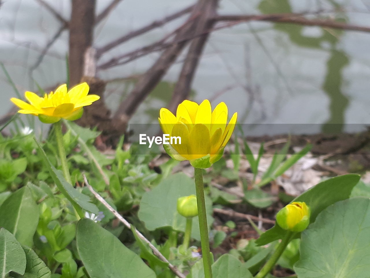 CLOSE-UP OF YELLOW CROCUS