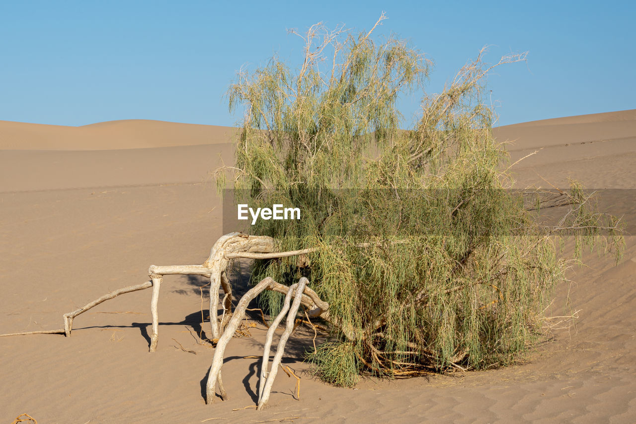 DEAD PLANT ON SAND DUNE IN DESERT