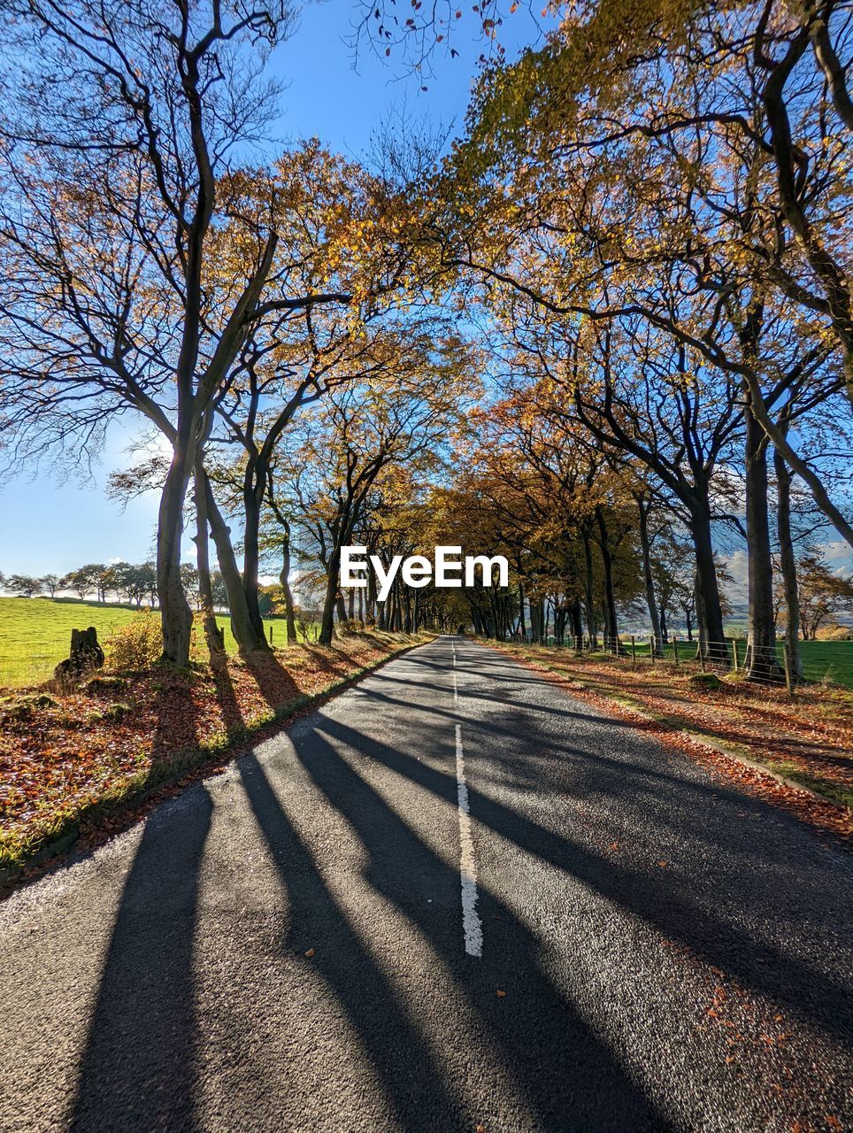 ROAD AMIDST TREES IN PARK AGAINST SKY