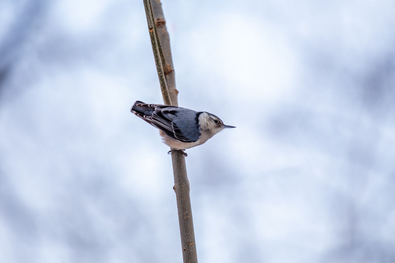 bird perching on branch