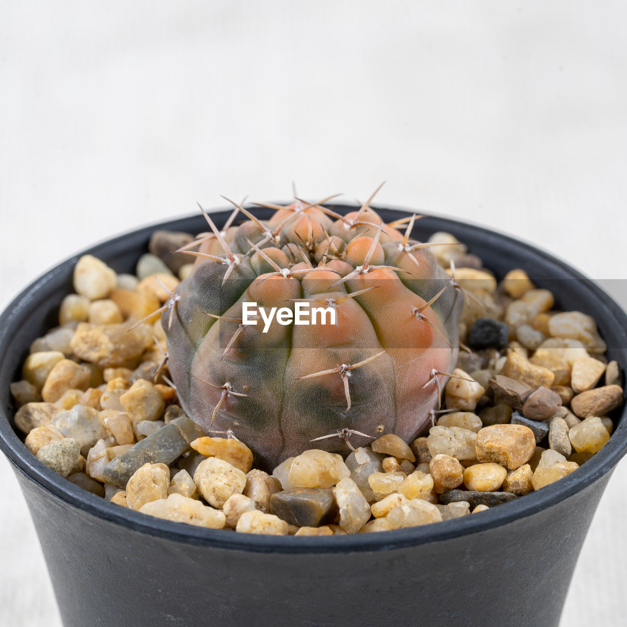 close-up of food in bowl