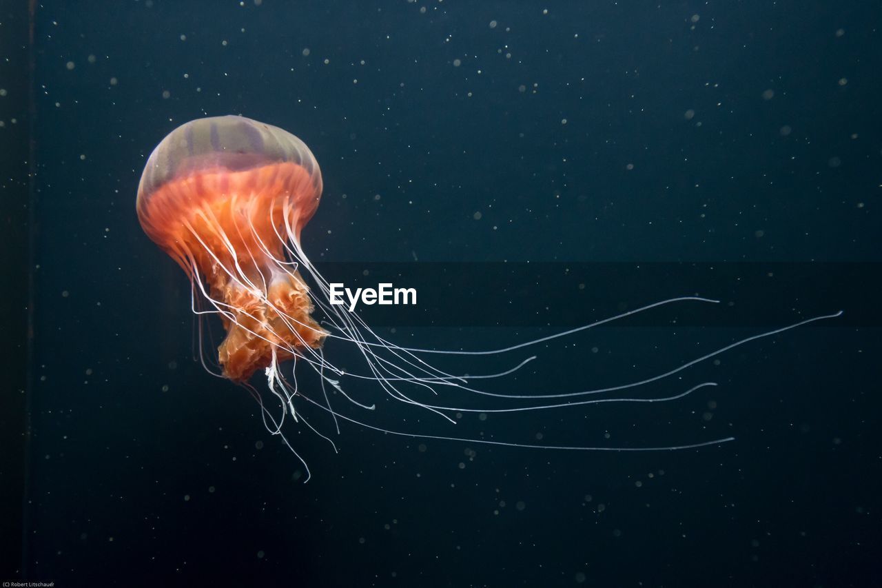 Close-up of jellyfish in sea