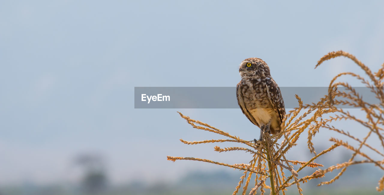 Low angle view of owl perching on plant against sky