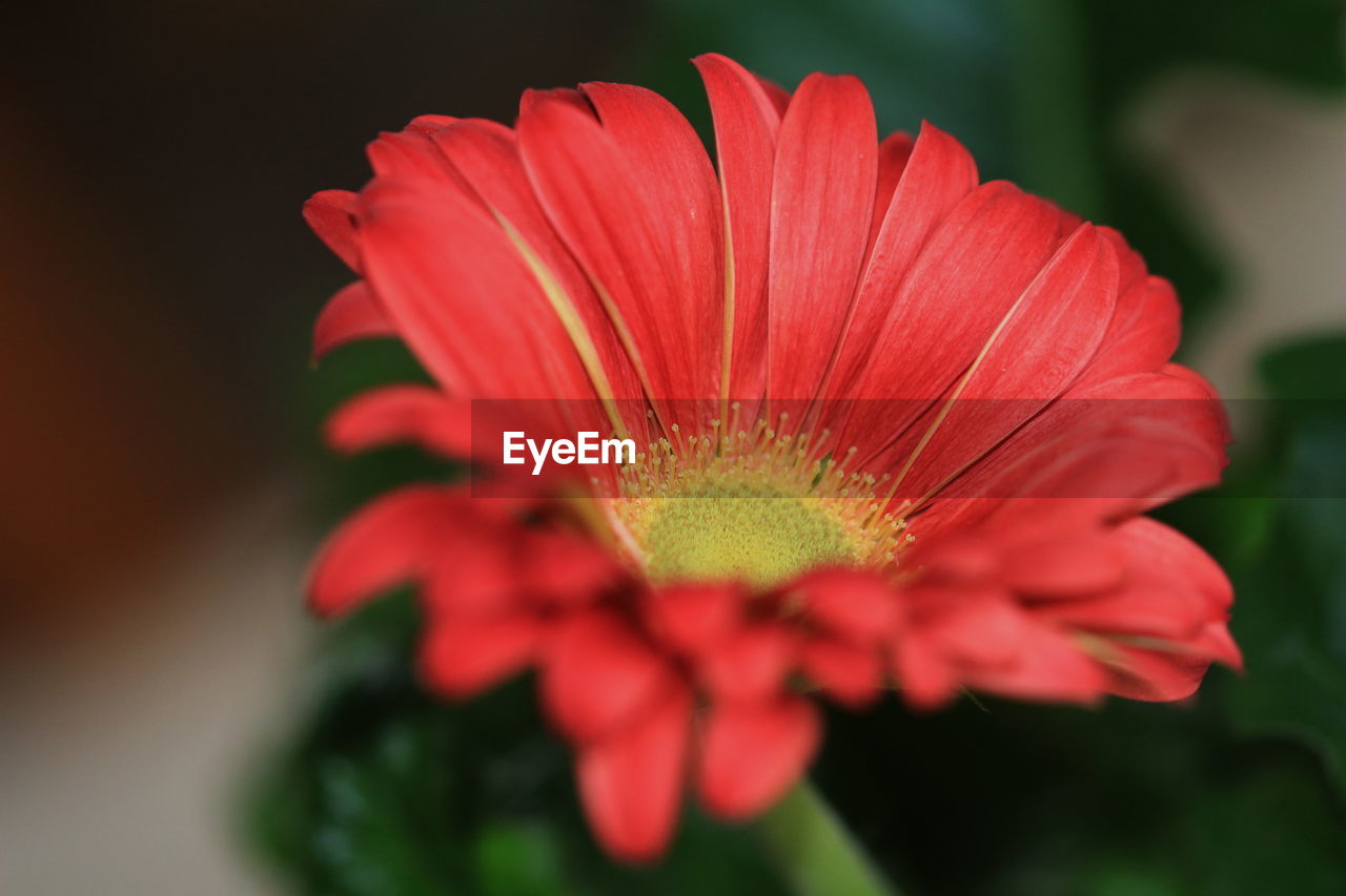 Close-up of red flower