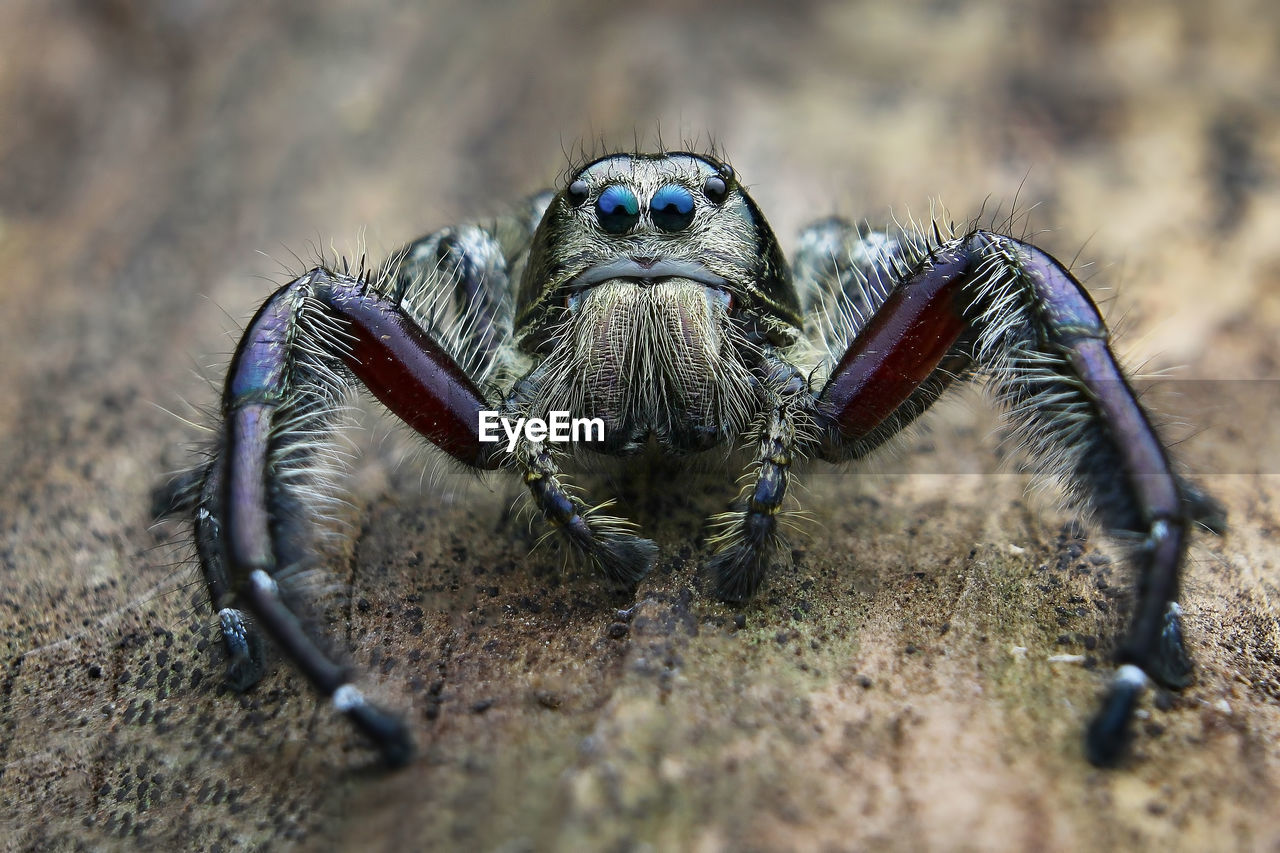 CLOSE-UP OF SPIDER IN THE FIELD