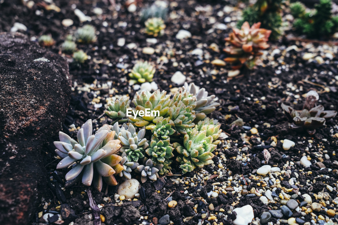 soil, plant, nature, flower, growth, leaf, beauty in nature, flowering plant, no people, garden, freshness, day, grass, high angle view, land, close-up, outdoors, fragility, field, rock, sunlight, wildflower, focus on foreground, gravel, stone, botany, pebble, green, autumn, macro photography, flower head