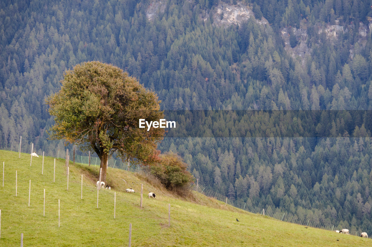 VIEW OF PINE TREE IN FOREST