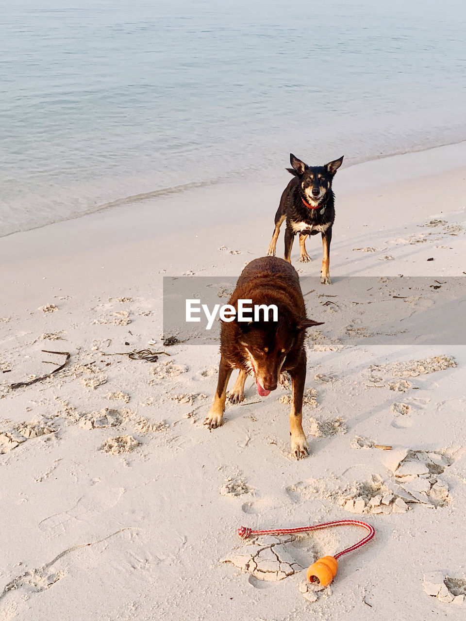 Dog running on beach