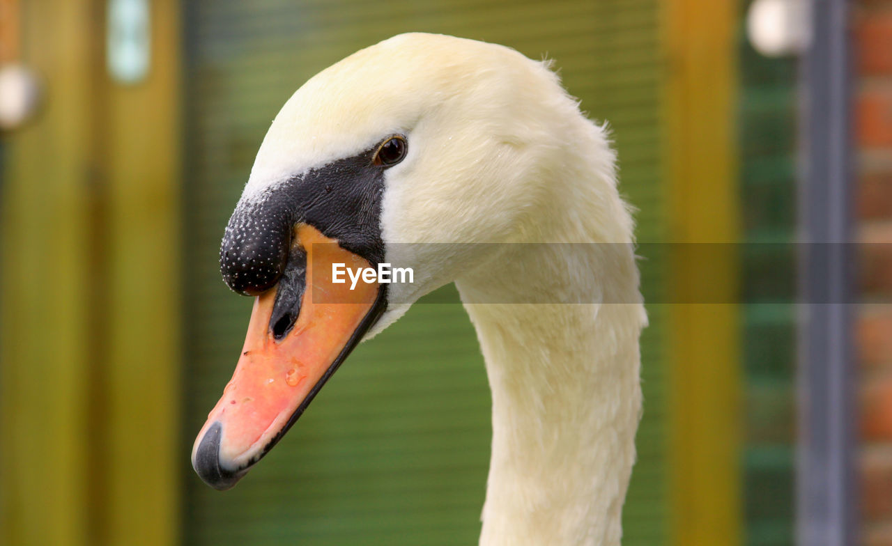 Close-up of swan head portrait