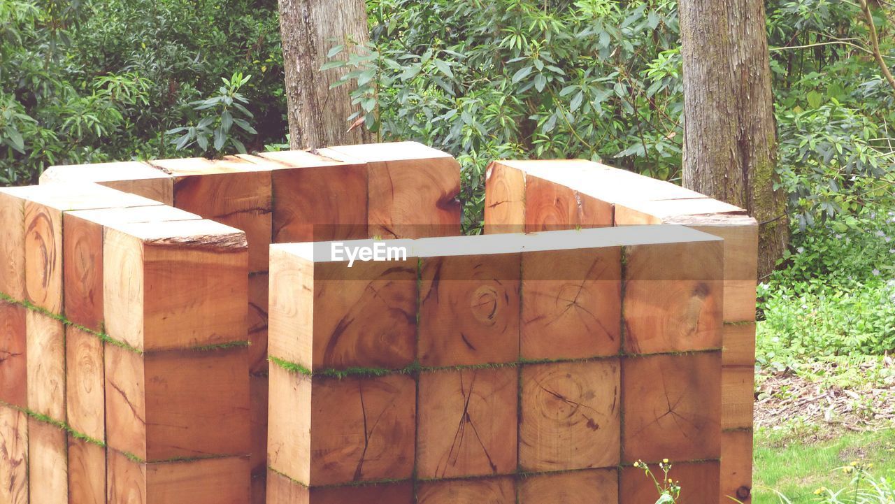 TREES GROWING ON WOODEN WALL