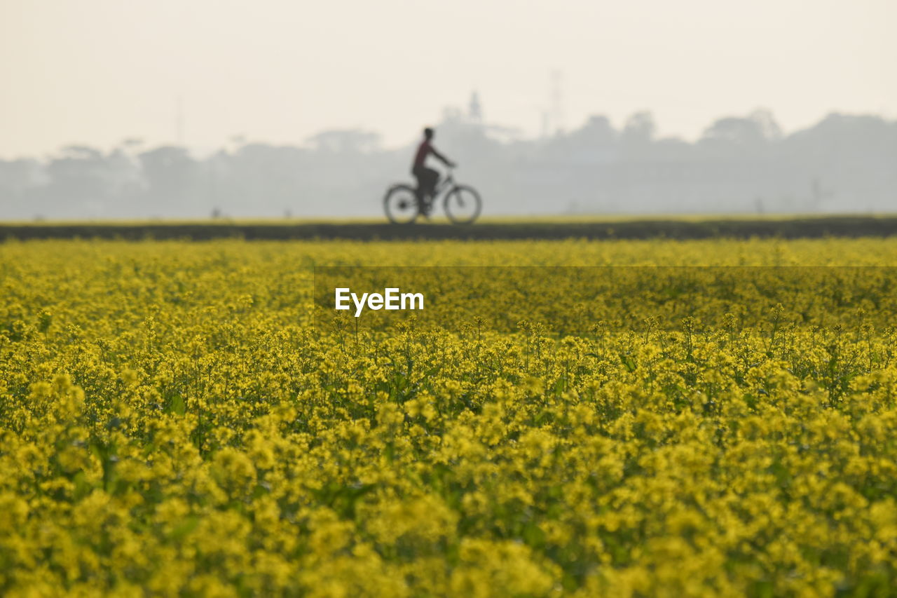 Scenic view of oilseed rape field against sky with person riding bicycle in background