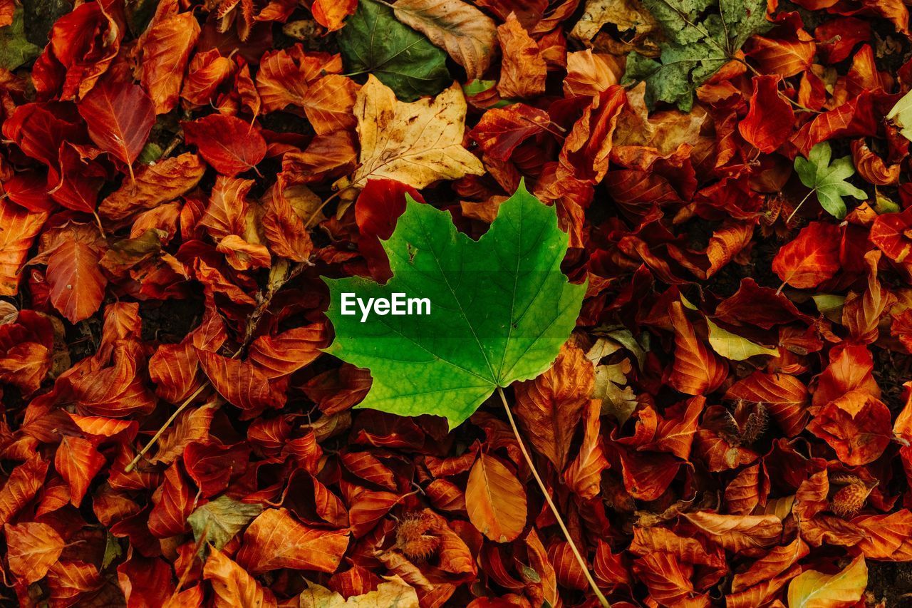 Autumn leaf are shown below and pretty good