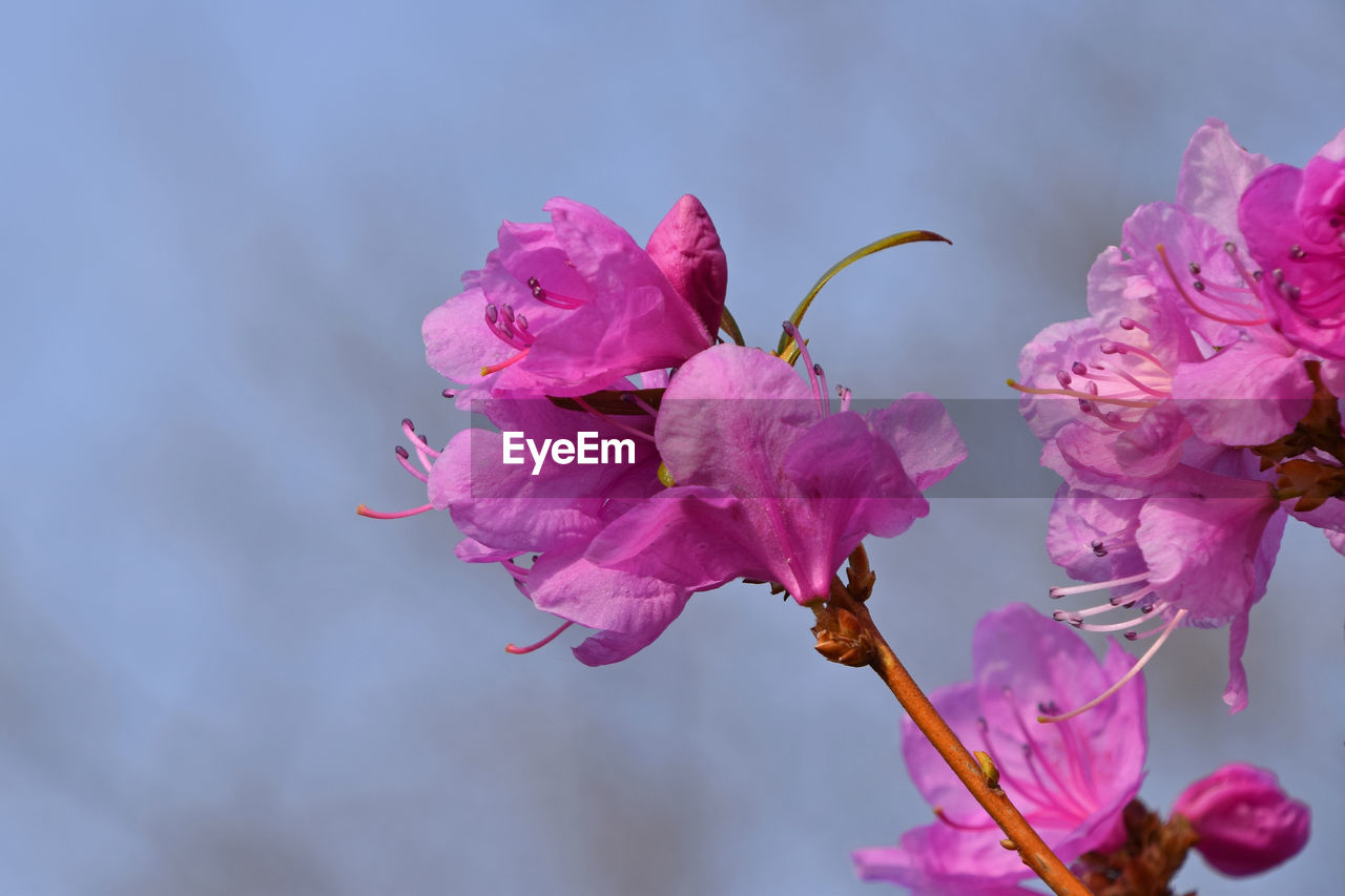 Close-up of pink flowers