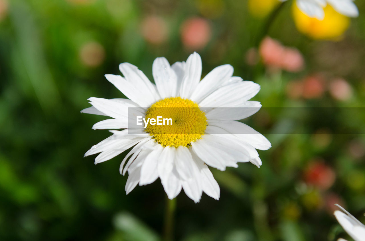 Close-up of white daisy flowers