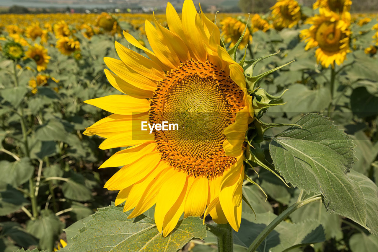 Close-up of sunflower blooming outdoors