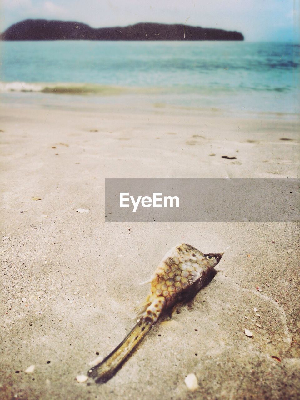 Dead animal lying on sand